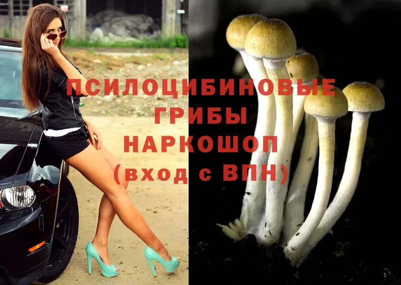 Галлюциногенные грибы Psilocybe  купить   маркетплейс телеграм  Белореченск 